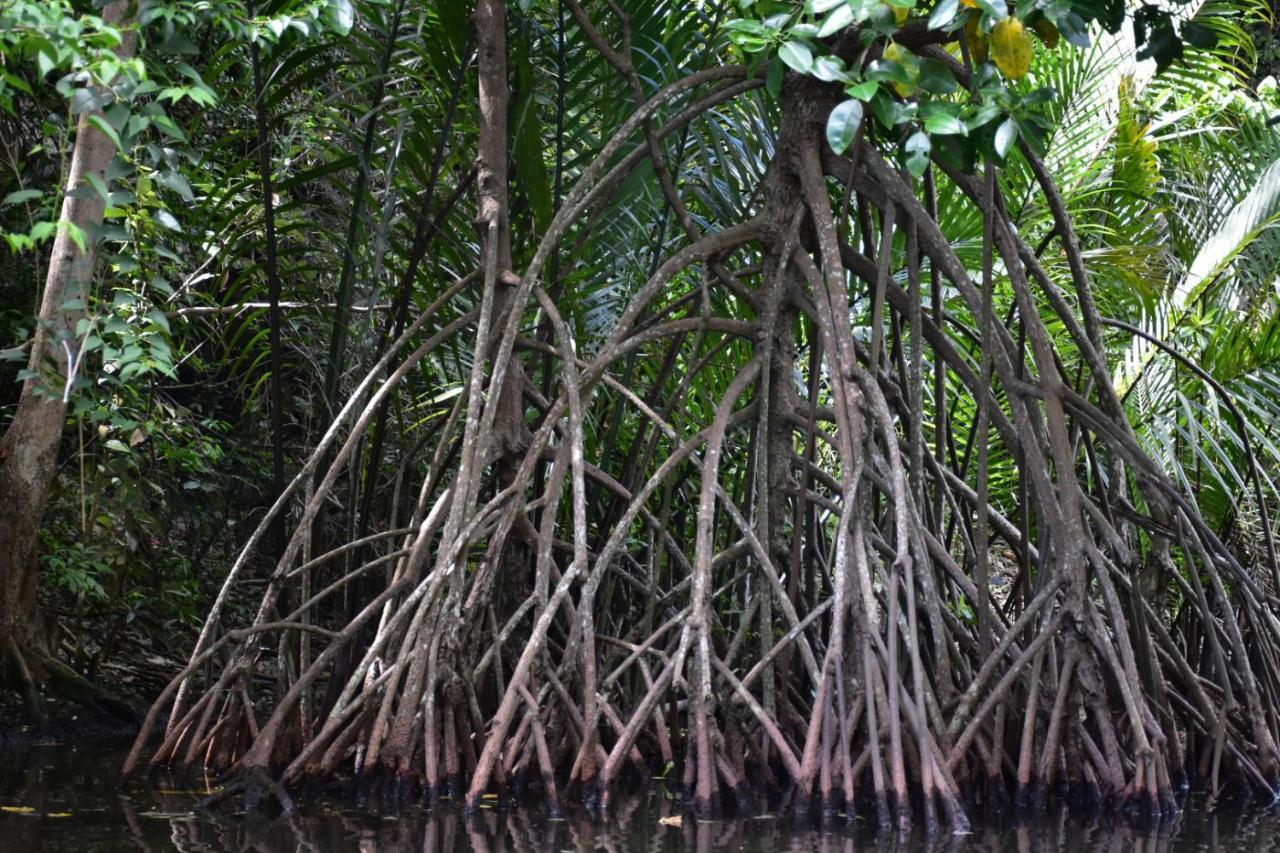 Гостевой дом Kampoeng Karst Rammang Rammang Kasijala Экстерьер фото